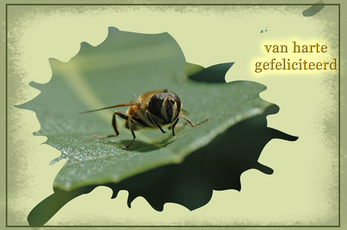 Klik voor een vergroting!