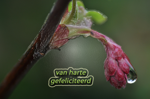 Klik voor een vergroting!