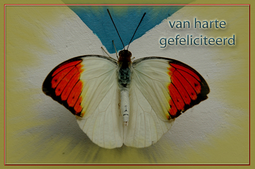 Klik voor een vergroting!
