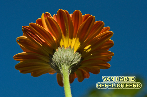 Klik voor een vergroting!