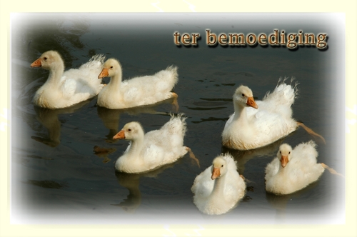Klik voor een vergroting!