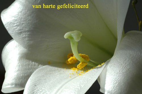 Klik voor een vergroting!