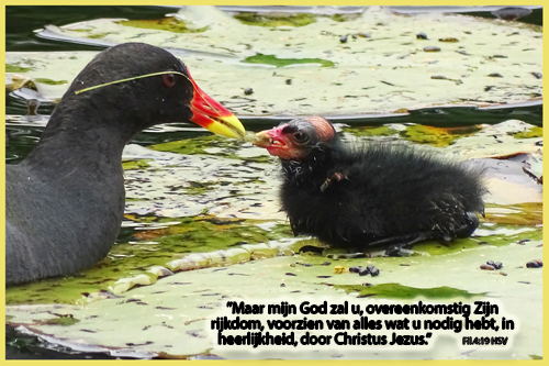Klik voor een vergroting!