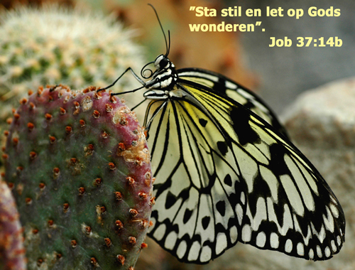 Klik voor een vergroting!