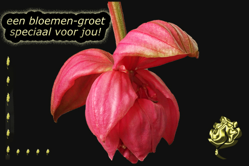 Klik voor een vergroting!
