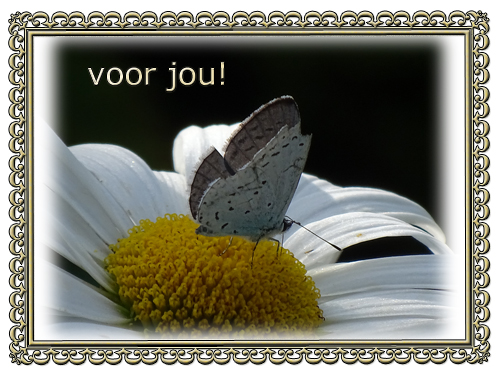 Klik voor een vergroting!