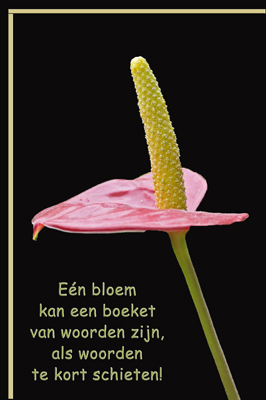 Klik voor een vergroting!