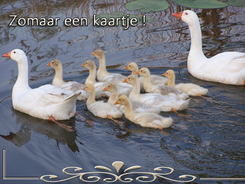 Klik voor een vergroting!