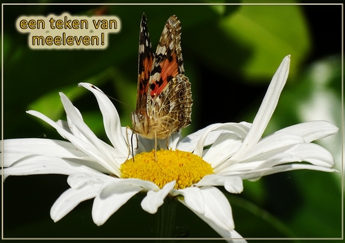 Klik voor een vergroting!