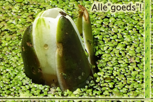 Klik voor een vergroting!