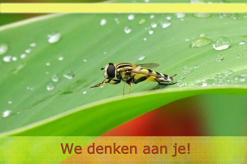 Klik voor een vergroting!