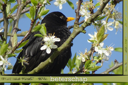 Klik voor een vergroting!