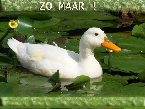 Klik voor een vergroting!
