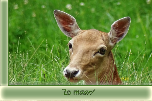 Klik voor een vergroting!