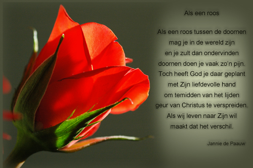 Klik voor een vergroting!