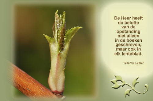 Klik voor een vergroting!