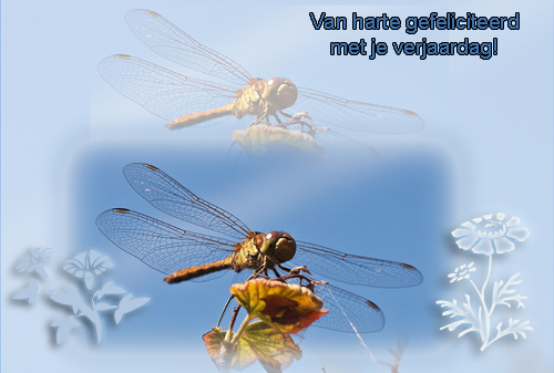 Klik voor een vergroting!