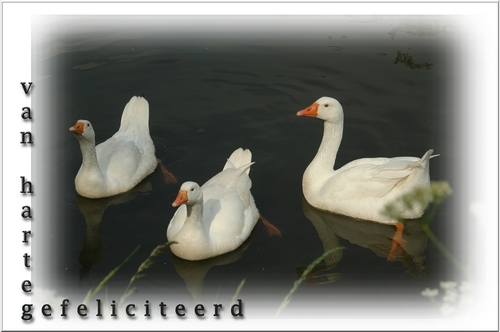 Klik voor een vergroting!