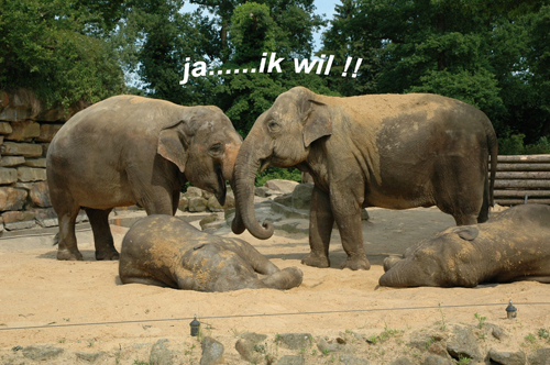Klik voor een vergroting!