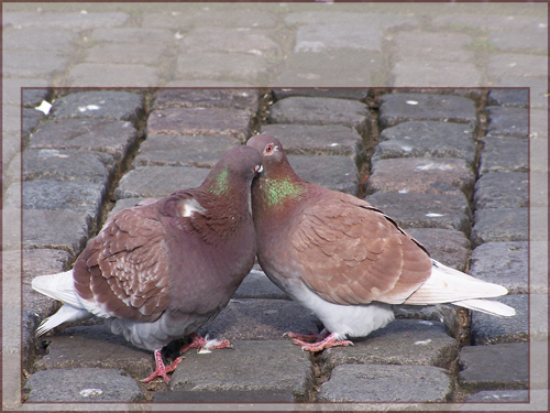 Klik voor een vergroting!