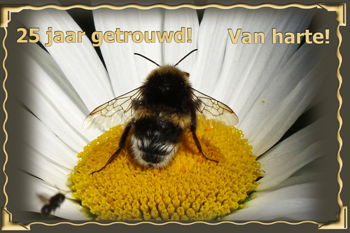 Klik voor een vergroting!