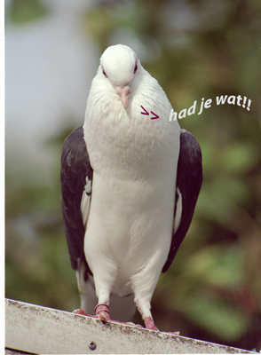 Klik voor een vergroting!