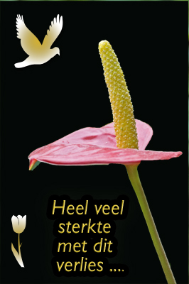 Klik voor een vergroting!