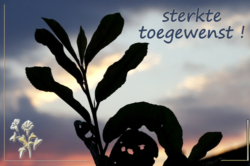Klik voor een vergroting!